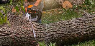 Best Commercial Tree Services  in Succasunna, NJ