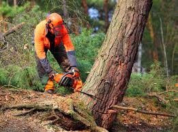 Best Emergency Tree Removal  in Succasunna, NJ