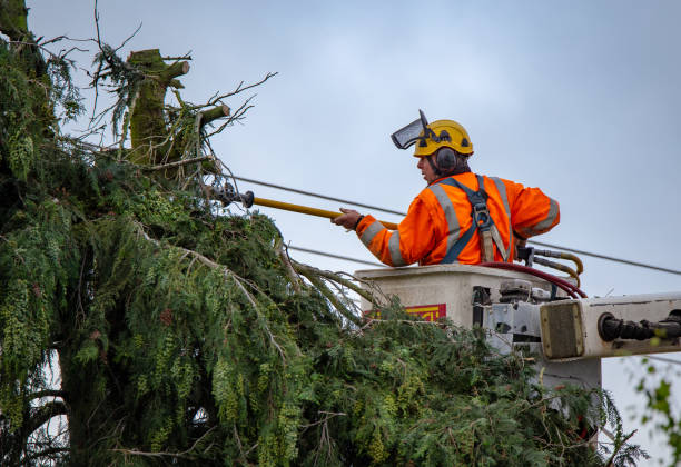 Best Tree Removal  in Succasunna, NJ