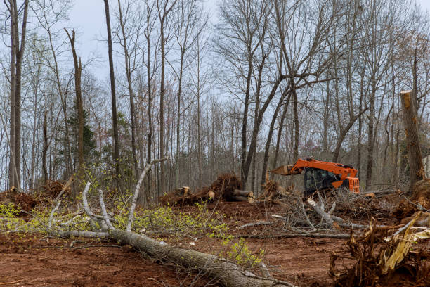 Best Stump Grinding and Removal  in Succasunna, NJ