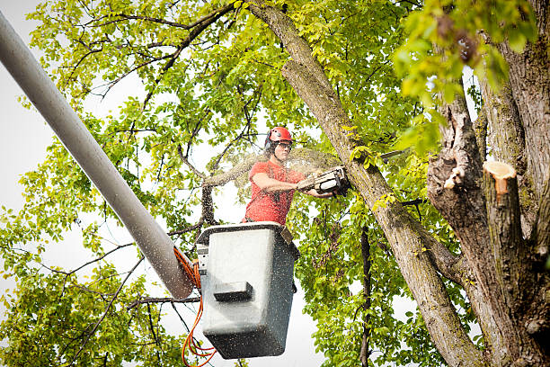 Best Tree Risk Assessment  in Succasunna, NJ